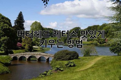 버터헤드 레터스 맛있게 키우는 방법