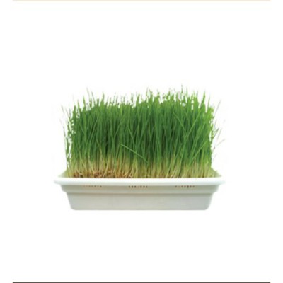 냥이 집사 필독! 🌿 켓그라스 솔직 후기 & 꿀팁 대방출! (할인 정보 포함!)