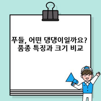 푸들 완벽 가이드: 품종 특징부터 건강 관리, 분양까지!