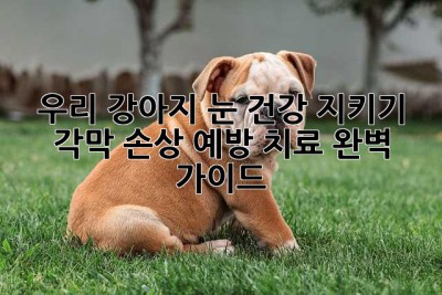 우리 강아지 눈 건강 지키기: 각막 손상, 예방, 치료 완벽 가이드