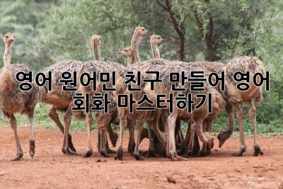 영어 원어민 친구 만들어 영어 회화 마스터하기!