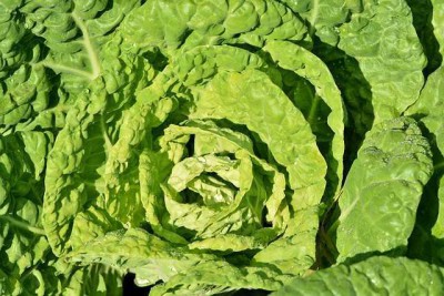 내가 뽑은 최고의 양배추김치 레시피!  🥬